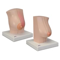 Anatomisches Modell der weiblichen Brust L56. Realistische Brustanatomie für Lehre und Training.