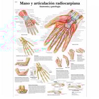Anatomieblatt: Hand und Radiokarpalgelenk