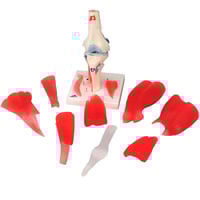 Kniegelenk (12 Teile)