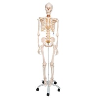 Fred Deluxe Anatomical Skeleton ? Flexibles Skelett auf fünfbeinigem Ständer mit Rädern