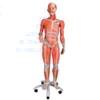 Weibliche menschliche Figur mit Muskeln (zerlegbar in 23 Teile)