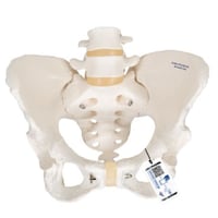 Anatomisches Modell des flexiblen weiblichen Beckenskeletts