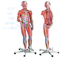 Anatomische Modelle und Platten