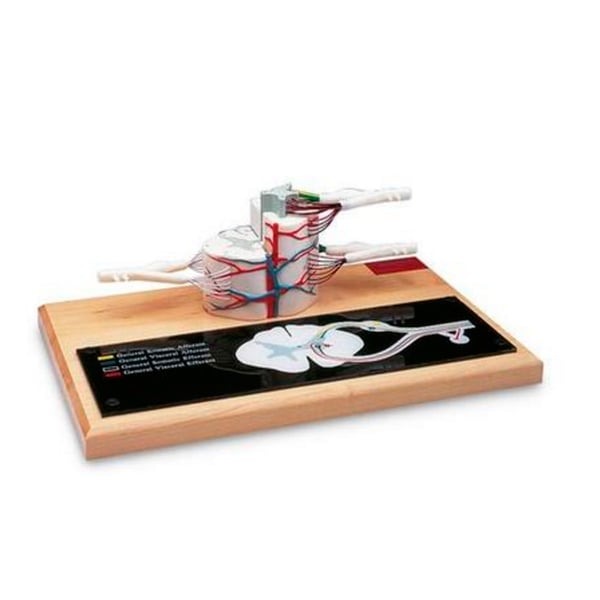 Rückenmarksmodell (sechsfache Lebensgröße)