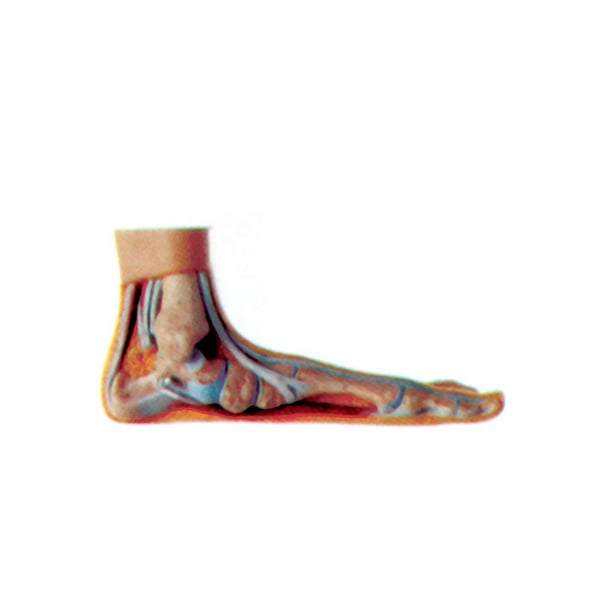 Flacher Ausstellungsfuß