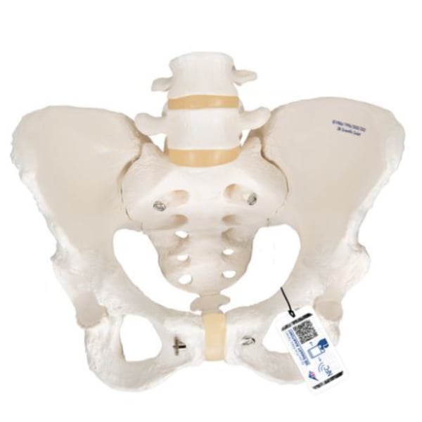 Anatomisches Modell des flexiblen weiblichen Beckenskeletts