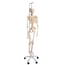 Physiologisches Skelett Phil: auf fünfrädrigem Drehgestell (Spezielle Physiotherapie und Osteopathie) Physiologisches Skelett Phil: auf fünfrädrigem Drehgestell (Spezielle Physiotherapie und Osteopathie)