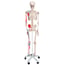 Max Anatomisches Skelett: mit Muskeln auf fünfbeinigem Ständer mit Rollen