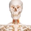 Fred Deluxe Anatomical Skeleton ? Flexibles Skelett auf fünfbeinigem Ständer mit Rädern