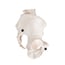 Anatomisches Modell des weiblichen Beckenskeletts Anatomisches Modell des weiblichen Beckenskeletts