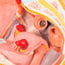 Anatomisches Modell des weiblichen Beckens (zwei Teile)