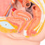 Anatomisches Modell des weiblichen Beckens (zwei Teile)