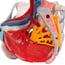 Anatomisches Modell des weiblichen Beckens mit Bändern, Venen, Nerven, Beckenboden und Organen (sechs Teile) Anatomisches Modell des weiblichen Beckens mit Bändern, Venen, Nerven, Beckenboden und Organen (sechs Teile)