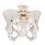 Anatomisches Modell des flexiblen weiblichen Beckenskeletts Anatomisches Modell des flexiblen weiblichen Beckenskeletts