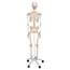 Anatomisches klassisches Stan-Skelett: auf fünfbeinigem Ständer mit Rollen
