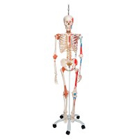 Sam Deluxe Anatomisches Skelett ? Auf Hängeständer mit fünf Rädern