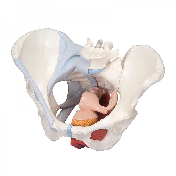 Anatomisches Modell des weiblichen Beckens mit Bändern und sagittalem Mittelteil durch die Beckenbodenmuskulatur (vier Teile)