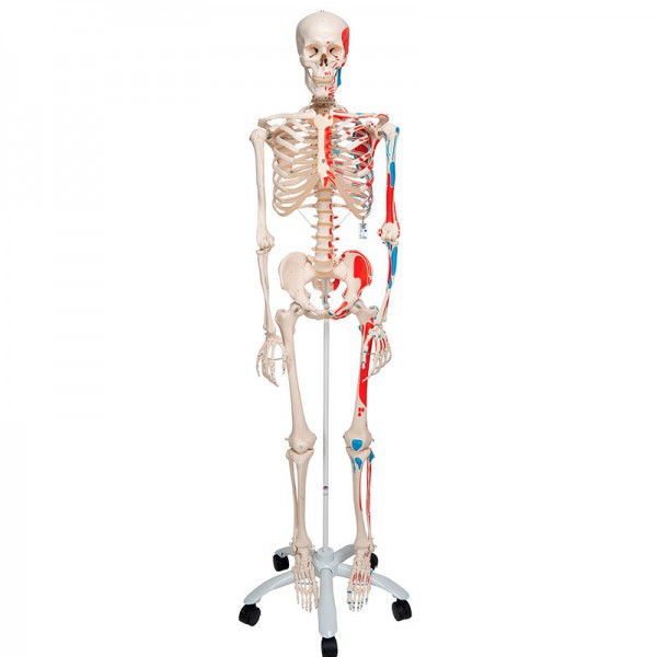 Max Anatomisches Skelett: mit Muskeln auf fünfbeinigem Ständer mit Rollen