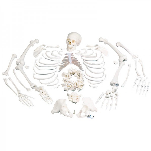 Komplett disartikuliertes Skelett: mit dreiteiligem Schädel