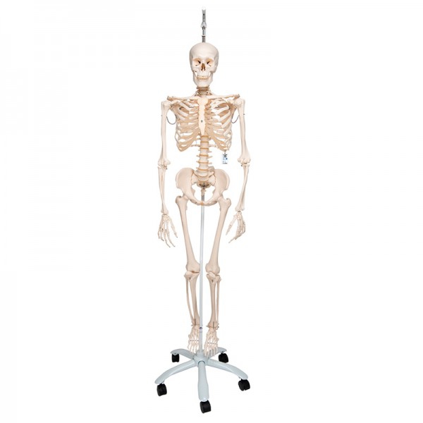 Physiologisches Skelett Phil: auf fünfrädrigem Drehgestell (Spezielle Physiotherapie und Osteopathie)