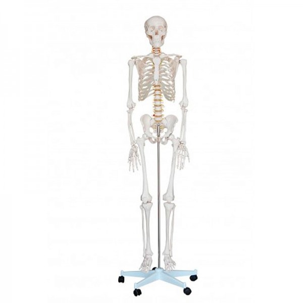 Lebensgroßes Skelett 1,80 Meter