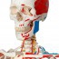 Anatomisches Deluxe-Skelett Sam ? auf Metallständer mit fünf Rädern