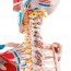 Anatomisches Deluxe-Skelett Sam ? auf Metallständer mit fünf Rädern