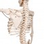 Physiologisches Skelett Phil: auf fünfrädrigem Drehgestell (Spezielle Physiotherapie und Osteopathie)