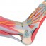 Fußskelettmodell mit Bändern und Muskeln
