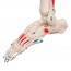 Max Anatomisches Skelett: mit Muskeln auf fünfbeinigem Ständer mit Rollen