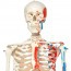 Max Anatomisches Skelett: mit Muskeln und hängend auf einem Metallständer mit fünf Rädern