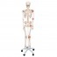 Leo anatomisches Skelett: mit Gelenkbändern und fünfbeiniger Stütze mit Rädern