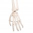 Leo anatomisches Skelett: mit Gelenkbändern und fünfbeiniger Stütze mit Rädern