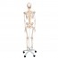 Fred Deluxe Anatomical Skeleton ? Flexibles Skelett auf fünfbeinigem Ständer mit Rädern