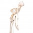 Fred Deluxe Anatomical Skeleton ? Flexibles Skelett auf fünfbeinigem Ständer mit Rädern