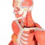 Double Sex Muscle Human Replica Figur (in 45 Teile zerlegt)