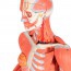 Weibliche menschliche Figur mit Muskeln (zerlegbar in 23 Teile)