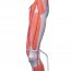 Beinmuskelmodell, zerlegbar in sieben verschiedene Teile