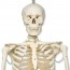 Lebensgroßes Skelett 1,80 Meter