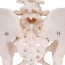 Anatomisches Modell des weiblichen Beckenskeletts