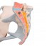 Anatomisches Modell des weiblichen Beckens mit Bändern und sagittalem Mittelteil durch die Beckenbodenmuskulatur (vier Teile)