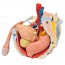 Anatomisches Modell des männlichen Beckens mit Bändern, Gefäßen, Nerven, Beckenboden und Organen (siebenteilig)