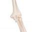 Anatomisches klassisches Stan-Skelett: auf fünfbeinigem Ständer mit Rollen