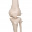 Anatomisches klassisches Stan-Skelett: auf fünfbeinigem Ständer mit Rollen