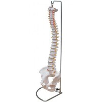 Wirbelsäule in Lebensgröße mit Becken Wirbelsäule in Lebensgröße mit Becken