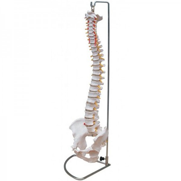 Wirbelsäule in Lebensgröße mit Becken Wirbelsäule in Lebensgröße mit Becken