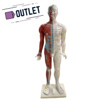 Anatomisches Modell des männlichen menschlichen Körpers 85 cm - OUTLET