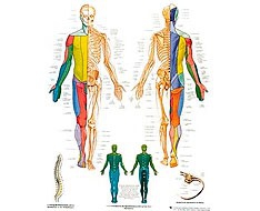 Anatomische Filme Anatomische Filme