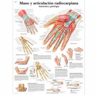 Anatomieblatt: Hand und Radiokarpalgelenk