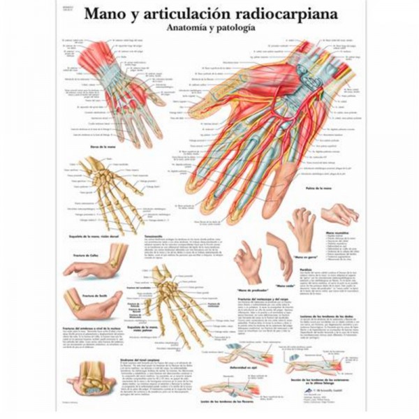 Anatomieblatt: Hand und Radiokarpalgelenk Anatomieblatt: Hand und Radiokarpalgelenk